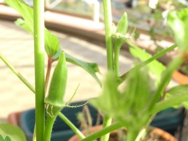 R0028215_丸オクラ追加種蒔き分に続々と実_20101016