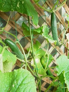 R0057265_���奦��³���¤�_20130713