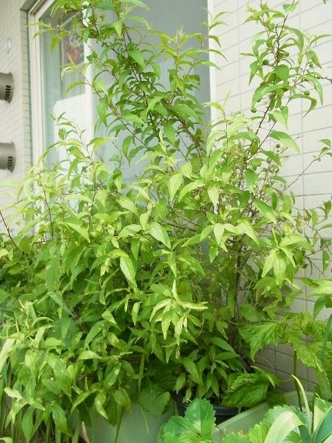 R0060842_一重庭桜_20140525