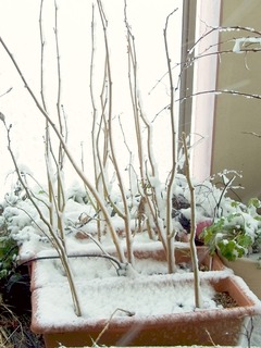 R0054395_��������_20130114