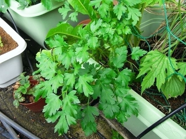巨大化とう立ち イタリアンパセリたっぷりパスタ Kochan S ベランダ菜園blog マンションガーデニング 家庭菜園 仙台グルメ キャンペーン情報等 巨大化とう立ち イタリアンパセリたっぷりパスタ Kochan S ベランダ菜園blog マンションガーデニング 家庭菜園 仙台グルメ キャンペーン情報等