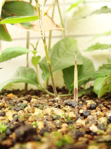 筍 竹の子 タケノコ たけのこ Kochan S ベランダ菜園blog マンションガーデニング 家庭菜園 仙台グルメ キャンペーン情報等