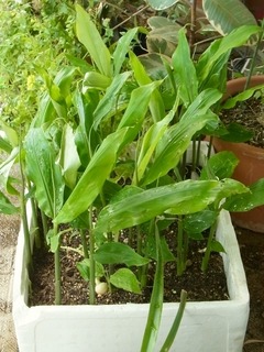R0049908_茗荷_20120520