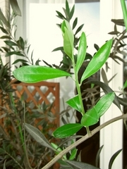 R0010420_���꡼�֤ο���