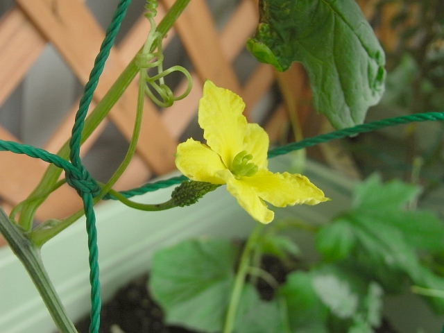 ゴーヤの雌花が開花 Kochan S ベランダ菜園blog マンションガーデニング 家庭菜園 仙台グルメ キャンペーン情報等