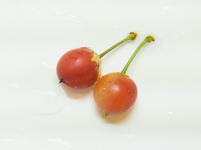 一重庭桜の実が赤くなり始めました Kochan S ベランダ菜園blog マンションガーデニング 家庭菜園 仙台グルメ キャンペーン情報等 一重庭桜の実が赤くなり始めました Kochan S ベランダ菜園blog マンションガーデニング 家庭菜園 仙台グルメ キャンペーン情報等