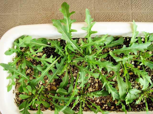 ルッコラの花 Kochan S ベランダ菜園blog マンションガーデニング 家庭菜園 仙台グルメ キャンペーン情報等