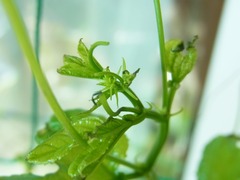 R0052785_�ѥå����ե롼�Ĥβֲ�_20120916