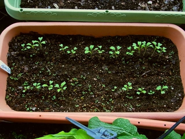 R0058683_子持ち高菜_20131102