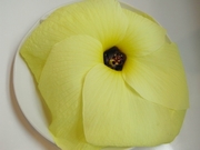 R0020235_花オクラの花初収穫_20090819