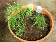 R0021202_タイム苗植え付け_20090927