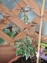 ����9���ﳲ_����ޥ�������ܤ��ܤ�