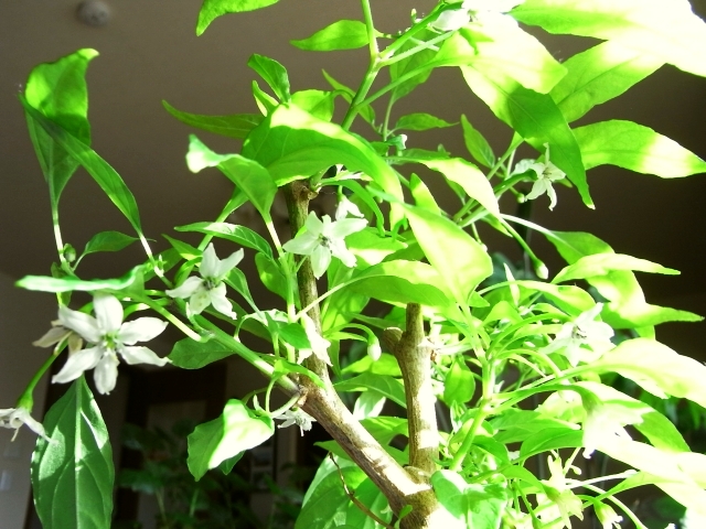 R0022089_ひもとう続々開花_20091212