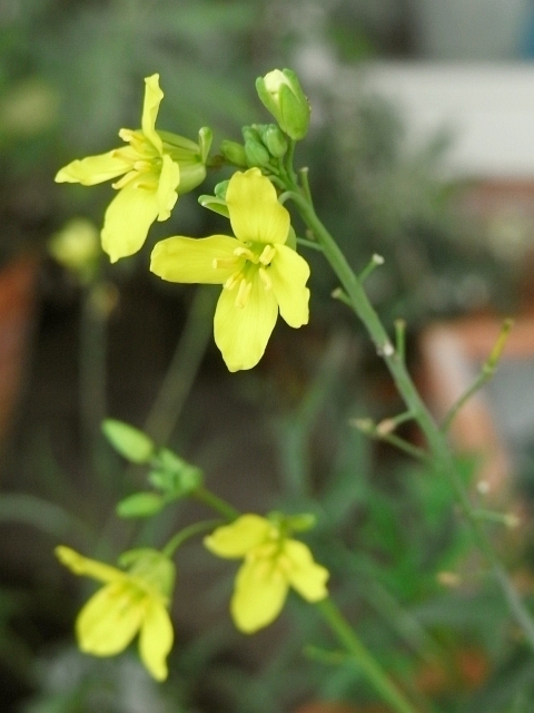 ルッコラセルバチカ 花盛り Kochan S ベランダ菜園blog マンションガーデニング 家庭菜園 仙台グルメ キャンペーン情報等