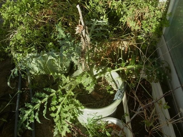 R0061698_¥¢¡¼¥Æ¥£¥Á¥ç¡¼¥¯_20140928