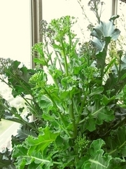 R0016610_�ꥭ��٥ĥץ���������βֲ�_20090417