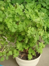 DSC05065_�ء�����ʥåĥ���˥���