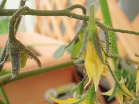 ミニトマト アイコ 2花房摘芯3段仕立て Kochan S ベランダ菜園blog マンションガーデニング 家庭菜園 仙台グルメ キャンペーン情報等