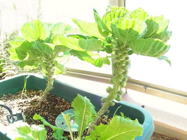 芽キャベツ 葉かき後2ヶ月 Kochan S ベランダ菜園blog マンションガーデニング 家庭菜園 仙台グルメ キャンペーン情報等