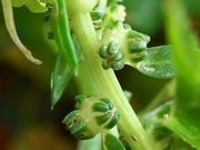 R0018489_スイスチャードの雌性期の花_20090620