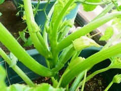 R0050512_Ĺåˤ˻֤Υĥܥ_20120613