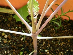 R0053447_コールラビ紫の根元_20121012