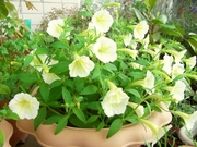 R0025539_�֥ꥨ�å��⤦��������_20100606