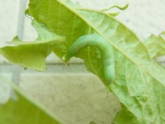 R0057647_�����˳���㥯�ȥ�ॷ_20130811