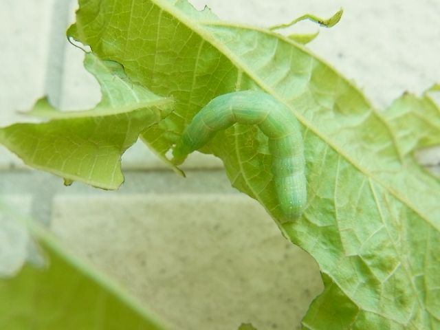 シソに害虫シャクトリムシ Kochan S ベランダ菜園blog マンションガーデニング 家庭菜園 仙台グルメ キャンペーン情報等