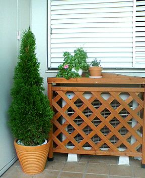 コニファーエメラルド ニオイヒバ 不調により植え替え Kochan S ベランダ菜園blog マンションガーデニング 家庭菜園 仙台グルメ キャンペーン情報等 コニファーエメラルド ニオイヒバ 不調により植え替え Kochan S ベランダ菜園blog マンションガーデニング 家庭菜園 仙台グルメ キャンペーン情報等