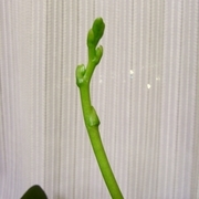 R0013655_胡蝶蘭の花芽