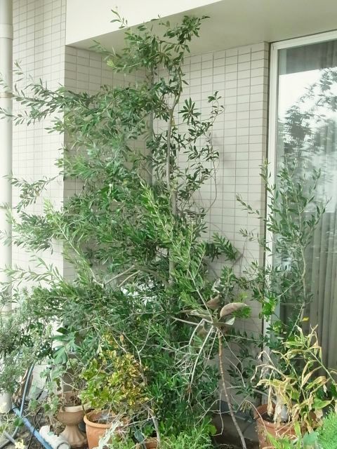 R0058572_オリーブ_20131019