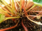 R0018647_��������庬_20090627