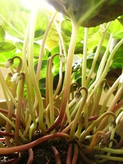 R0023340_��������Υĥܥ�_20100227