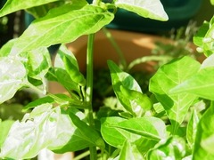 R0051929_��Ω����ɻ�_20120812