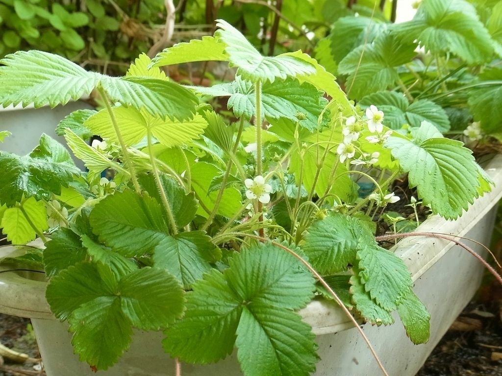 R0041830_ワイルドストロベリー_20110430