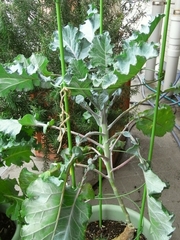 R0021521_�֥��å��꡼_20091025