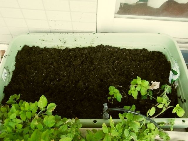 R0056108_オクラの種蒔き_20130518