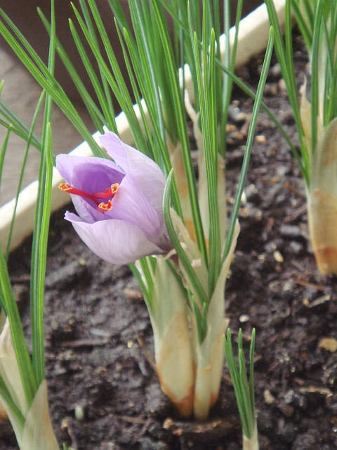 秋 サフラン 球根植え付け Kochan S ベランダ菜園blog マンションガーデニング 家庭菜園 仙台グルメ キャンペーン情報等