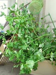 R0015030_�հ���˽���ﳲ_����ɥ��ؤ��ؤ�