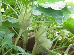 R0058093_コールラビ_20130908