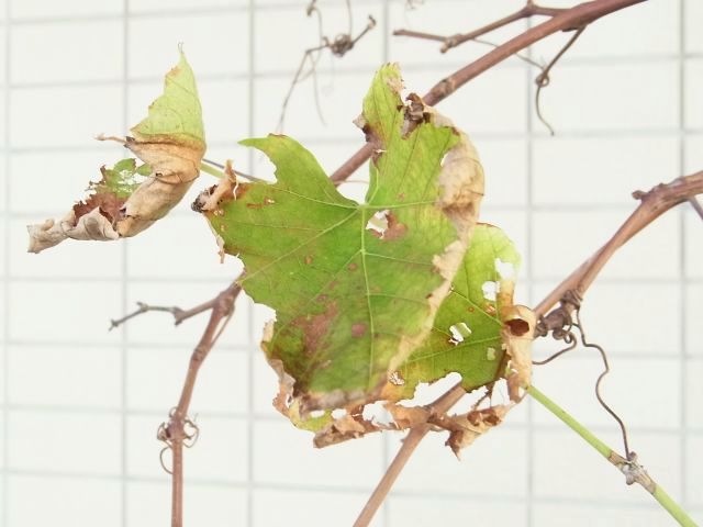 R0058480_ブドウデラウェアの虫食いで傷んだ葉_20131014