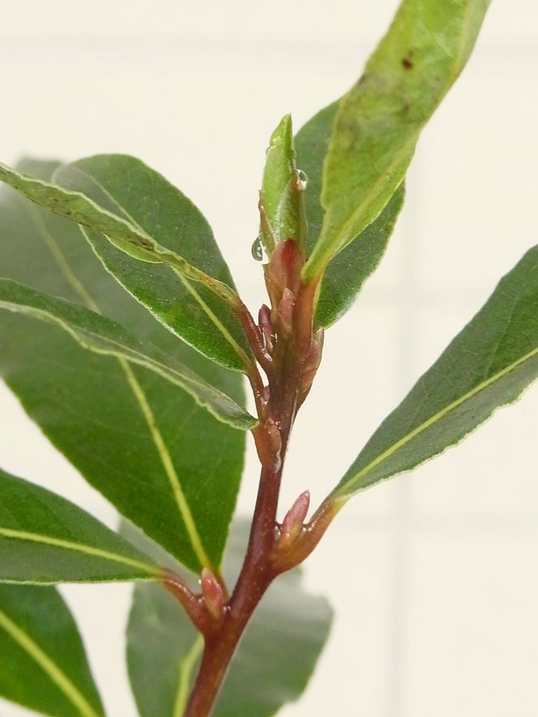 月桂樹の新芽が開き始めました Kochan S ベランダ菜園blog マンションガーデニング 家庭菜園 仙台グルメ キャンペーン情報等