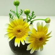 R0019611_春菊の花_20090728