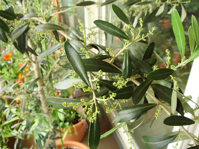 オリーブの花芽 多すぎでは Kochan S ベランダ菜園blog マンションガーデニング 家庭菜園 仙台グルメ キャンペーン情報等