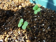 R0027951_かぶのこぼれ種発芽_20101002