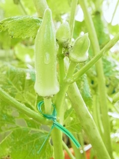 R0053578_�򥪥���μ����_20121020