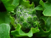 R0014650_��å���βֲ���Ӥ��餱
