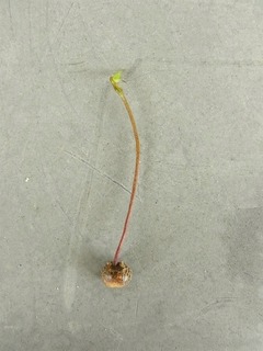 R0058075_山芋の発芽したムカゴ_20130908