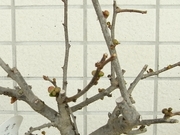R0015102_ボケの花芽たち_20090214
